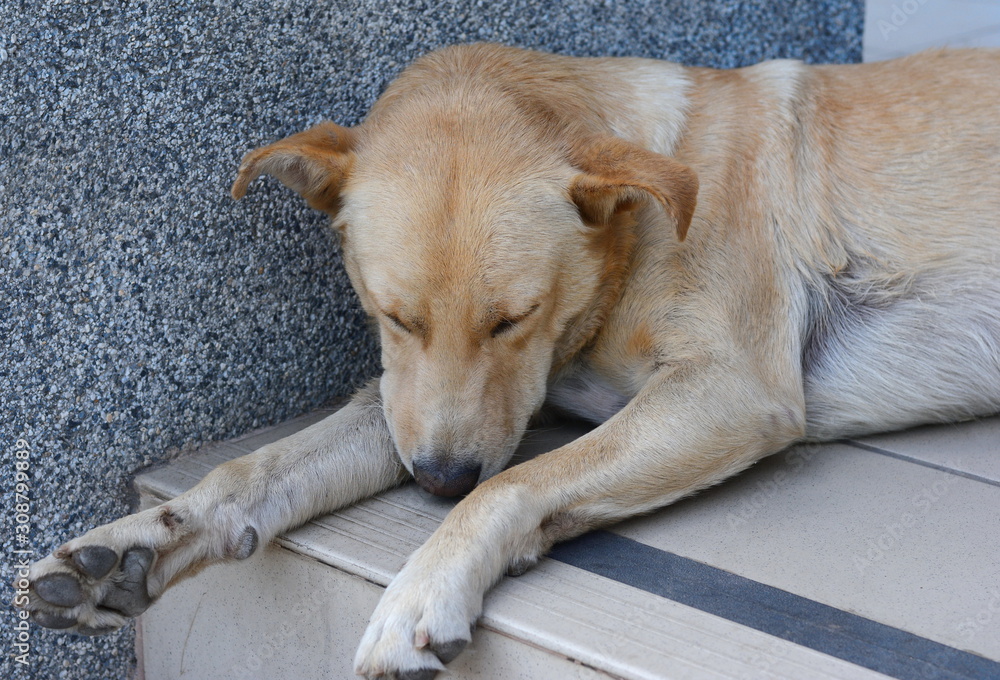 Homeless abandoned dog sleeping on the street. Homeless abandoned dog sleeping on the street.