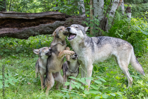 Male Wolf with his three pups 