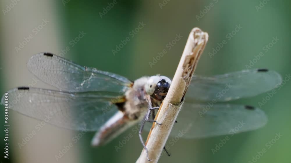 dragon fly sitting on a twig, flying away and returning to the same twig. dragon fly sitting on a twig, flying away and returning to the same twig.