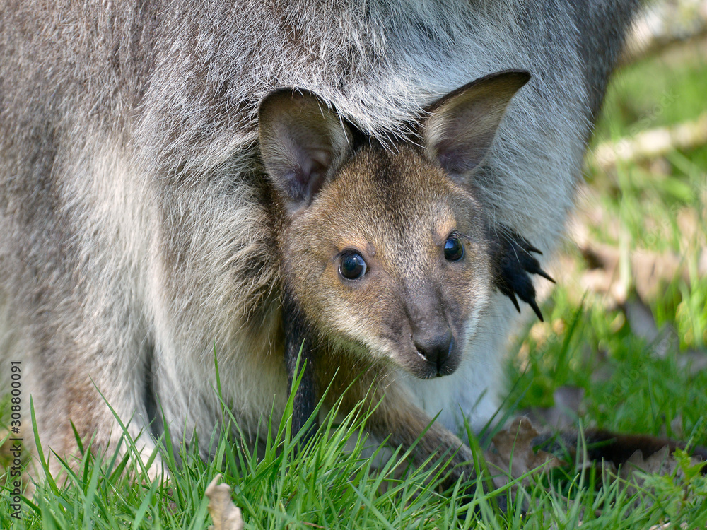 Closeup joey Red-necked wallaby or wallaby of Bennett (Macropus rufogriseus) in the pocket Closeup joey Red-necked wallaby or wallaby of Bennett (Macropus rufogriseus) in the pocket