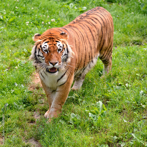 Closeup of tiger  Panthera tigris  on grass seen from above