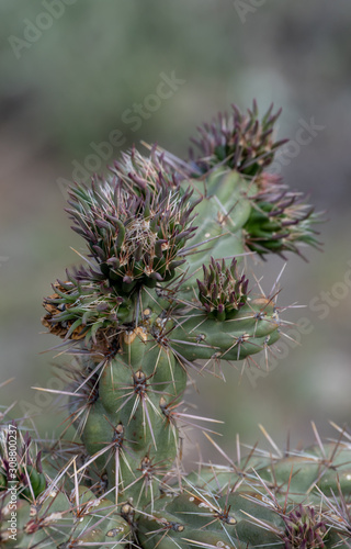 A nice bokeh photograph featuring a cholla cactus found in Colorado USA.