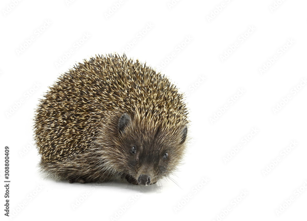 Hedgehog isolated on white background Hedgehog isolated on white background