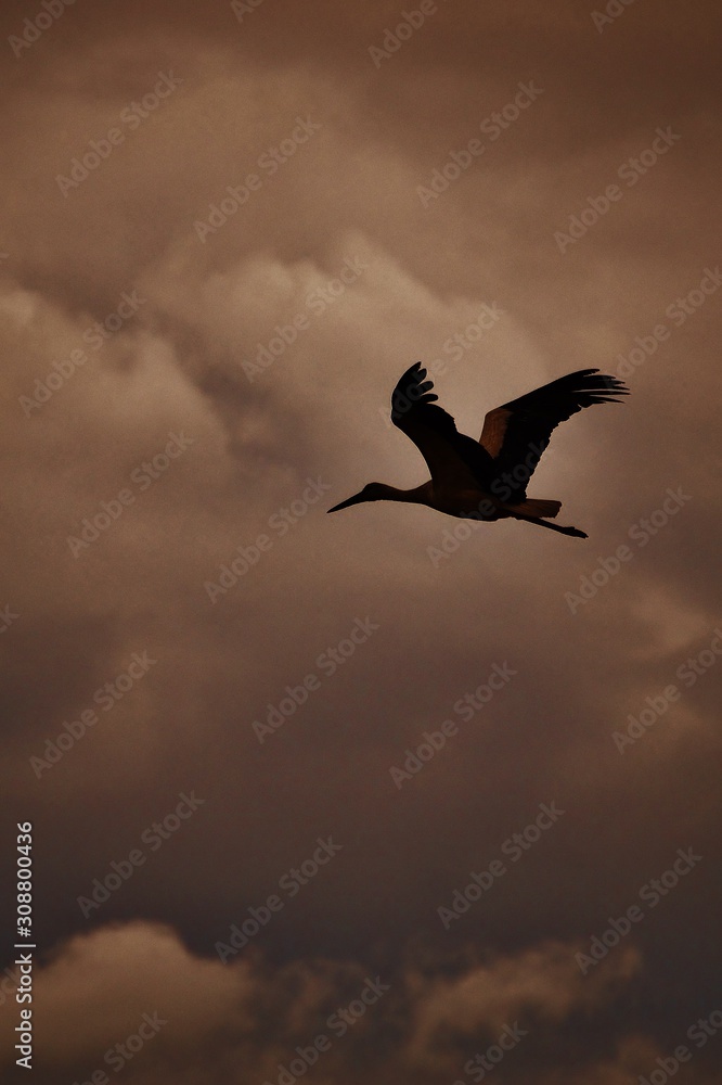 Obraz premium die majestät