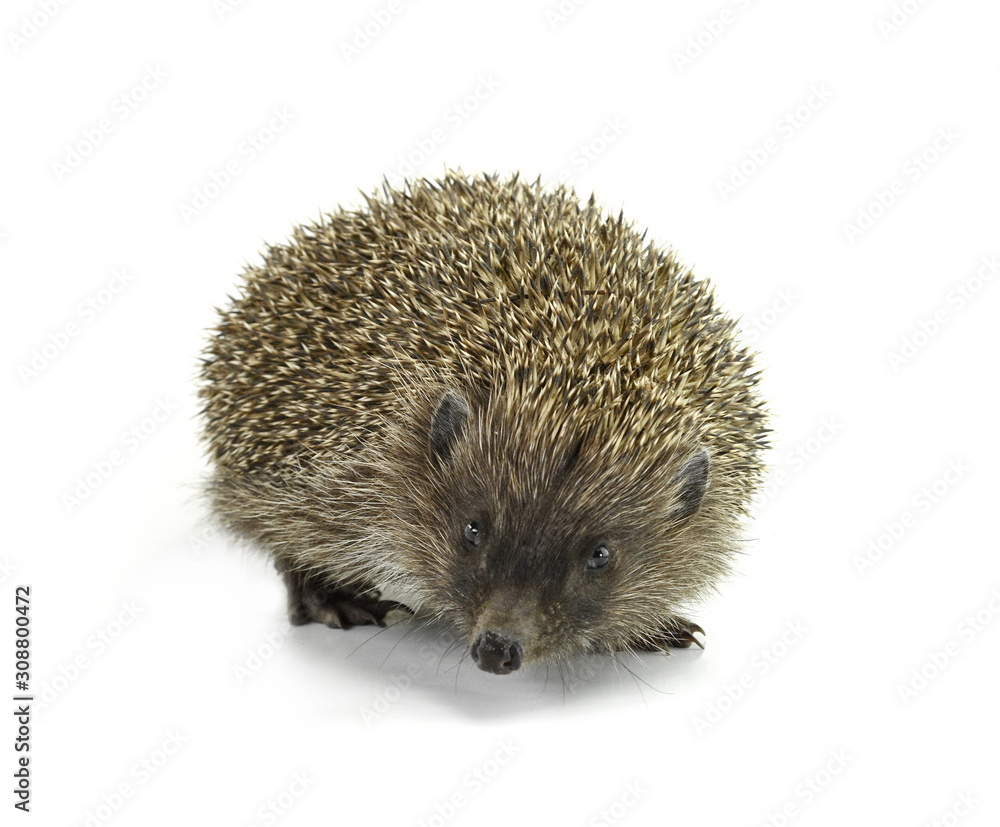Obraz premium Hedgehog isolated on white background