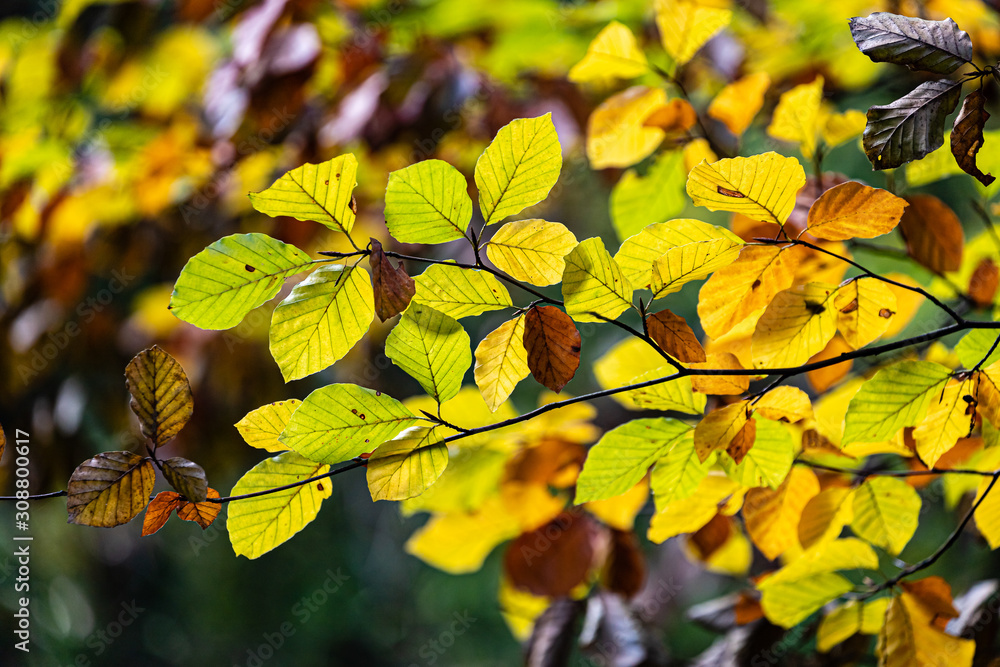 Fototapeta premium Buchenblätter im Hrbst