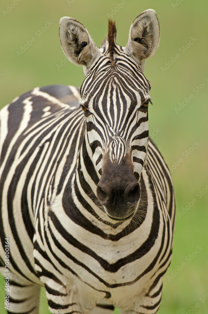 Grant's zebra portrait Grant's zebra portrait