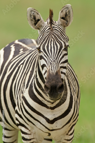 Grant's zebra portrait