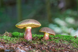 Xerocomellus chrysenteron, known as Boletus chrysenteron or Xerocomus chrysenteron - edible mushroom. Fungus in the natural environment.