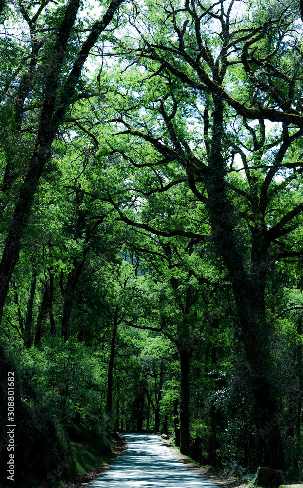 Obraz premium Floresta do Parque Nacional do Gerês