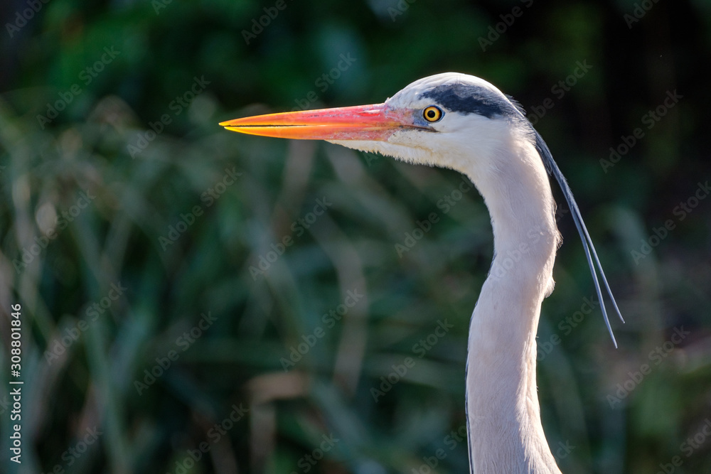 Headshot of a great blue heron in counter light Headshot of a great blue heron in counter light