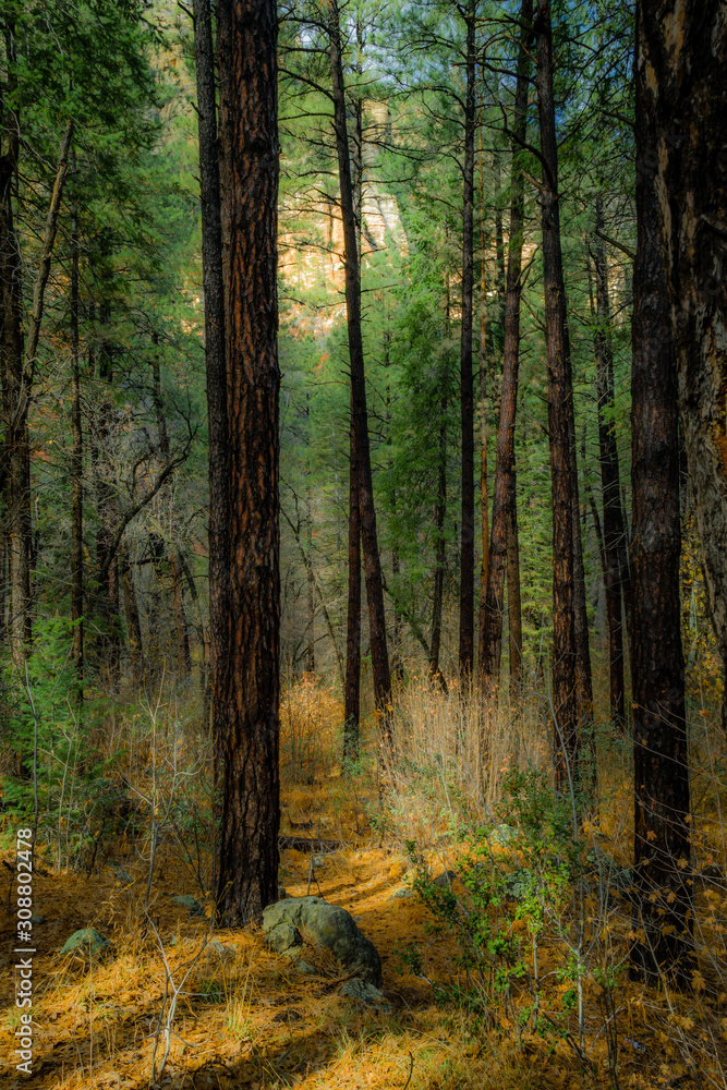 Fall for Planet Sedona Fall for Planet Sedona