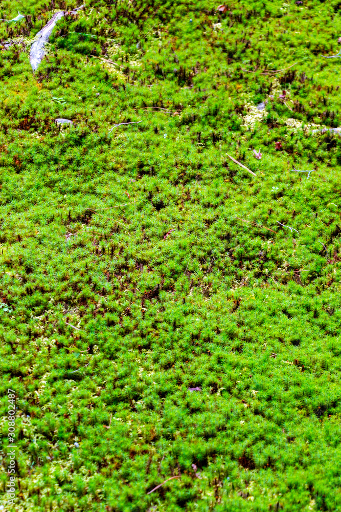 Ginkakuji-temple garden covered with moss. Sakyo-ku, Kyoto, Japan