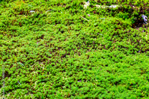 Ginkakuji-temple garden covered with moss. Sakyo-ku, Kyoto, Japan photo