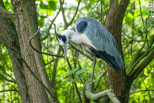 Great blue heron on the watch on a branch in a tree