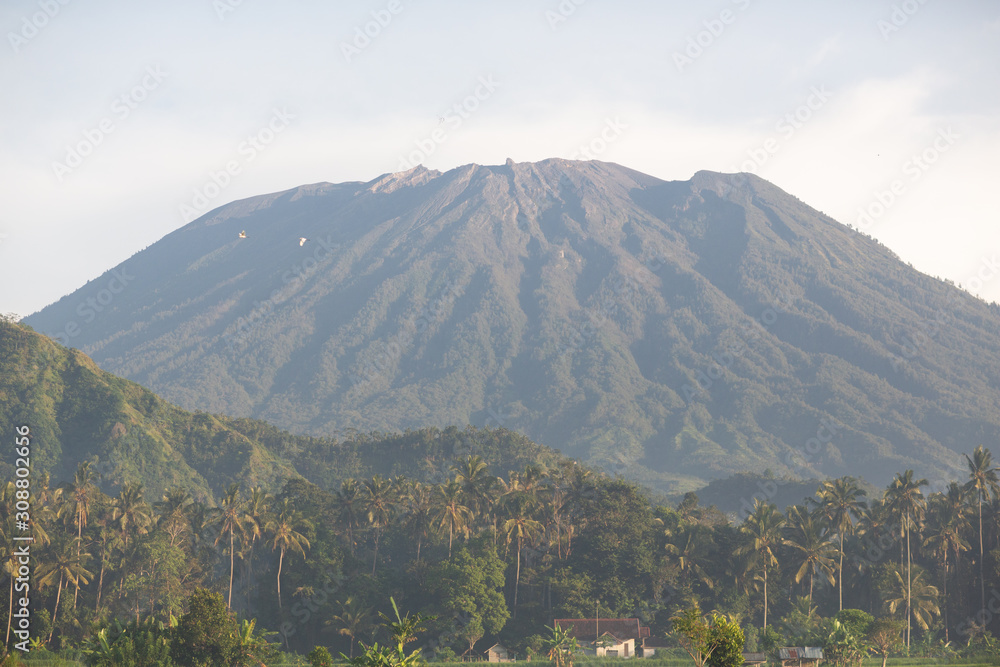 Paddy field under the sun. Everything is green against the background of the volcano. Dawn in Bali in Ubud. Indonesia