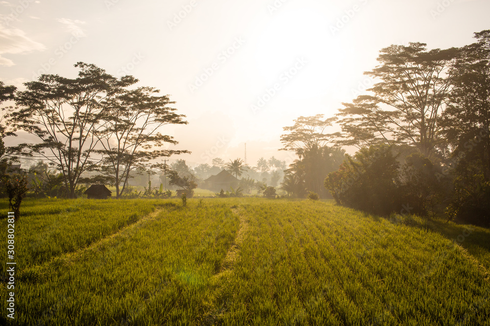 Paddy field under the sun. Everything is green against the background of the volcano. Dawn in Bali in Ubud. Indonesia