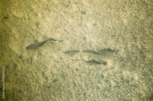 Top view of fish that swim in the clear water of a river, Girona, Spain