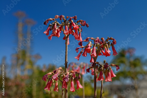 Mother of Millions plant red flowers in Cuba against a blue sky photo