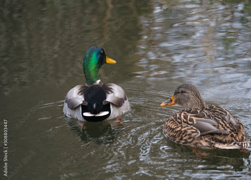 Close up mallard couple, Anas platyrhynchos, male and female duck swimming on water suface with grass, stone and dirt. Selective focus Close up mallard couple, Anas platyrhynchos, male and female duck swimming on water suface with grass, stone and dirt. Selective focus