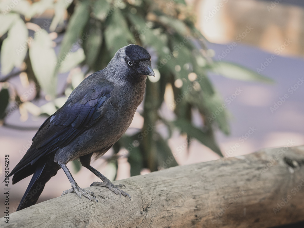 Obraz premium Krähe