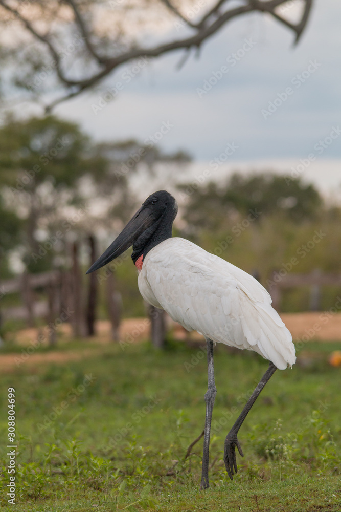 Fototapeta premium Jabiru standing in the grass, Pantanal region, Brazil, South America