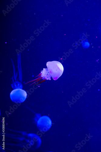 Fototapeta Naklejka Na Ścianę i Meble -  Jellyfish swim in the aquarium. Beautiful jellyfish, jellyfish in a neon light. Underwater life in the sea of ​​jellyfish.
