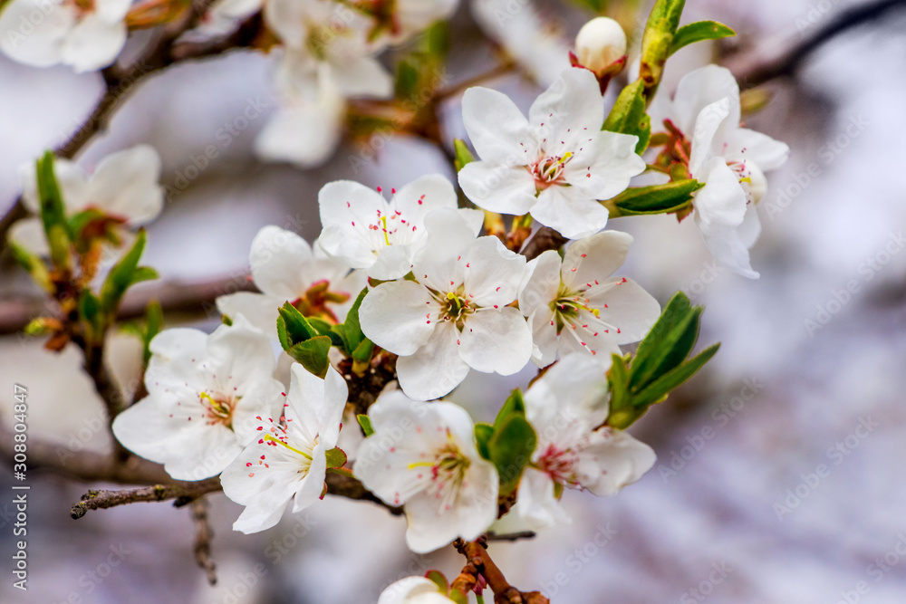 Cherry branch with flowers and buds on light blurred background_