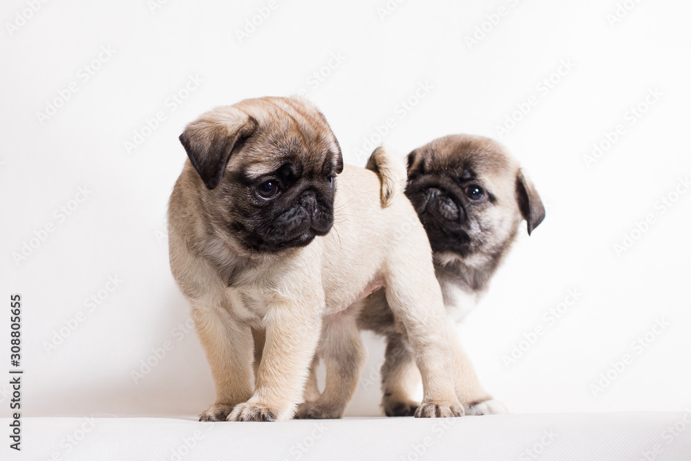 A small fawn Pug puppy is standing, and a second puppy is hiding behind it.