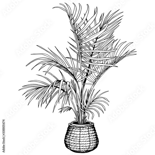 Tropical houseplant potted in woven seagrass basket. Indoor Areca palm tree in flowerpot. Hand drawn black and white vector illustration.