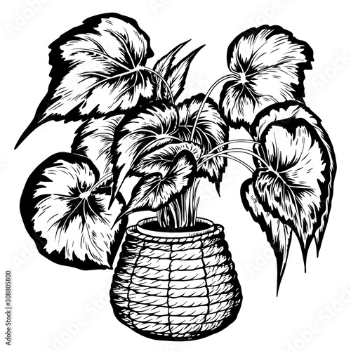Beautiful Rex Begonia house plant potted in seagrass basket flowerpot. Hand drawn black and white vector illustration.