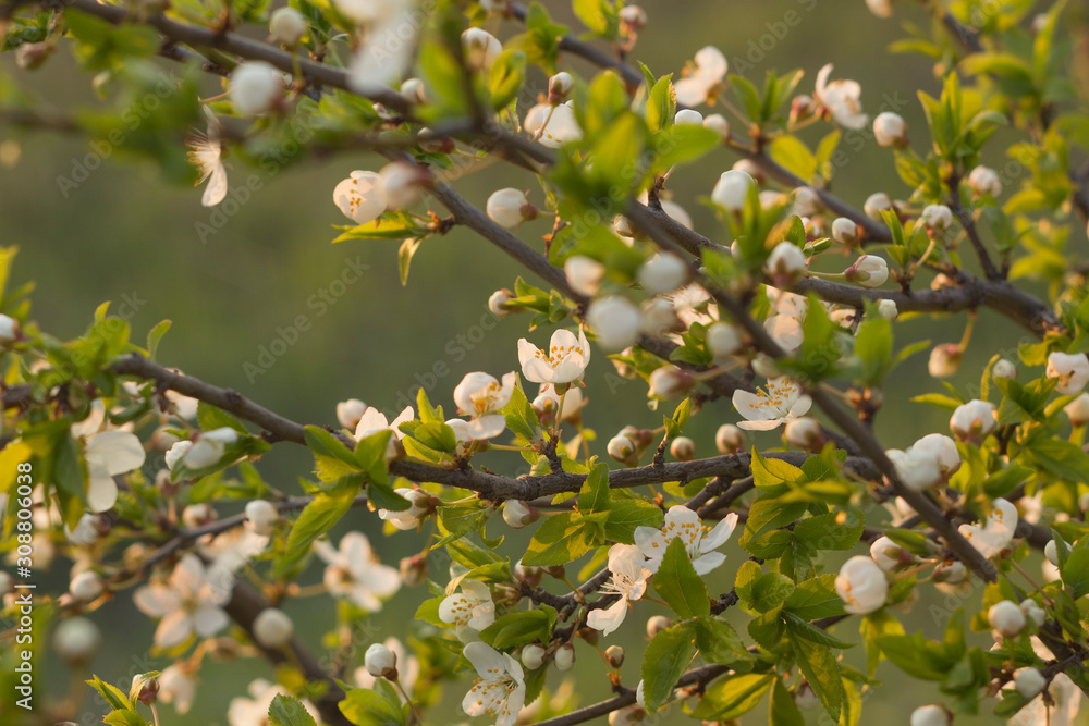 Spring branch of a blossoming apple tree on garden background