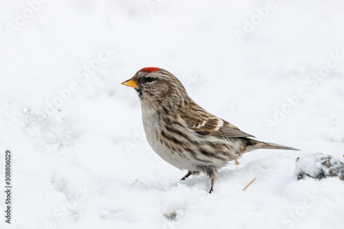 Common redpoll acanthis flammea female on snow Poster Mural XXL