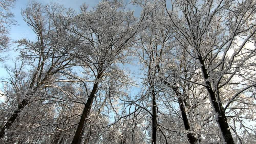 in the woods at sunrise after the first snow fall of the season in North America in the woods at sunrise after the first snow fall of the season in North America