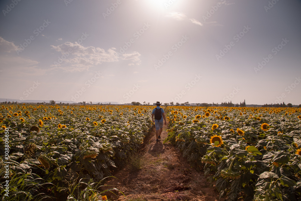 Fototapeta premium man walking through sunflowers field in Spain