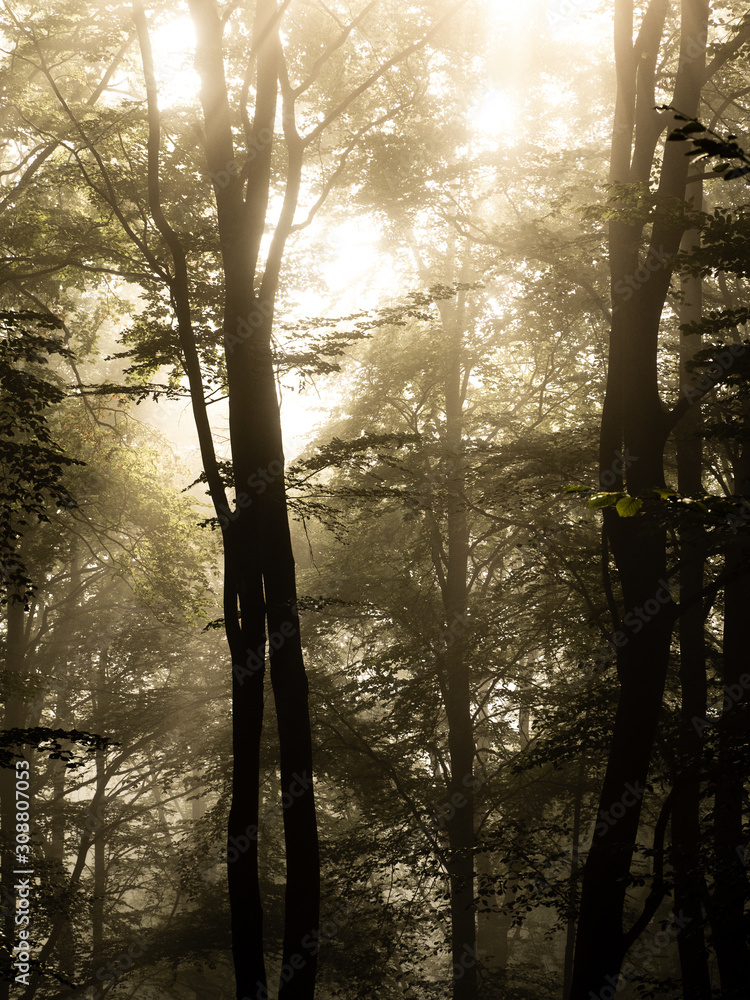 Obraz premium Sonnenaufgang im Wald