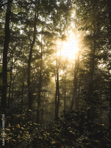Sonnenaufgang im Wald © #FotosVonSascha