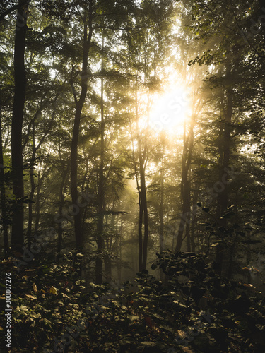 Sonnenaufgang im Wald