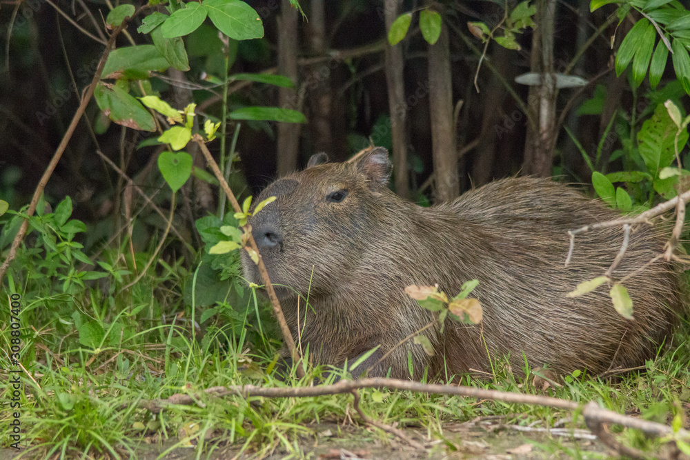 Capybara in the Pantanal, Brazil, South America Capybara in the Pantanal, Brazil, South America