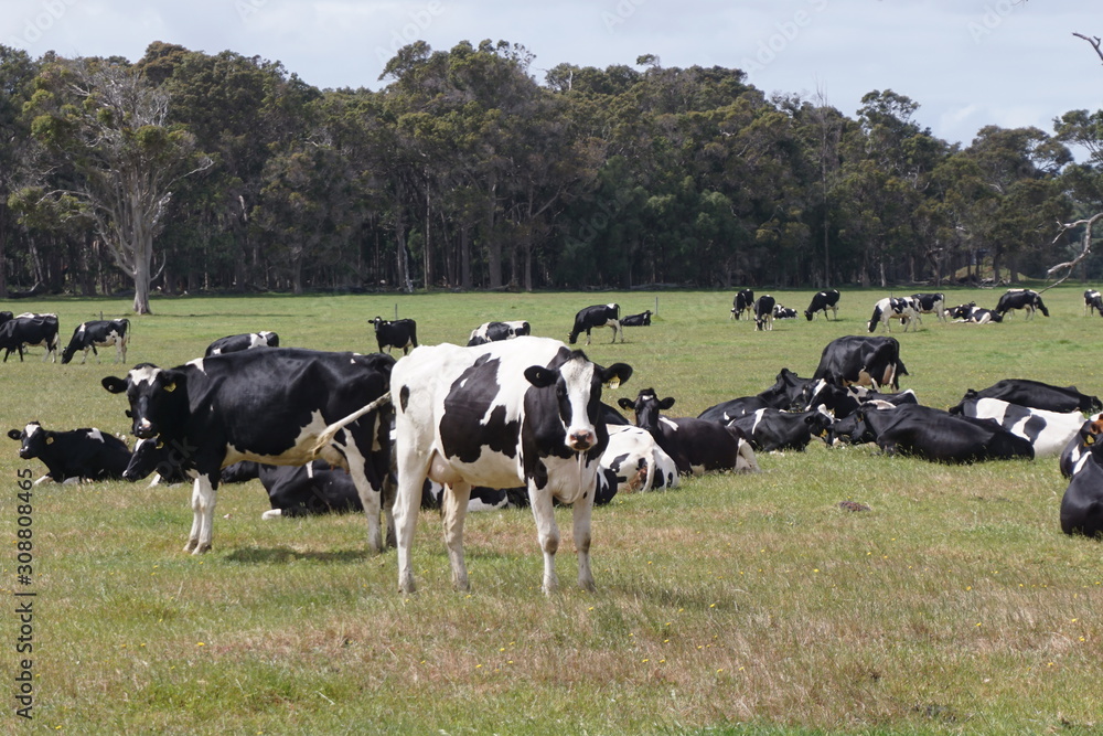 Dairy Cows Grazing in a pasture in Rural Western Australia