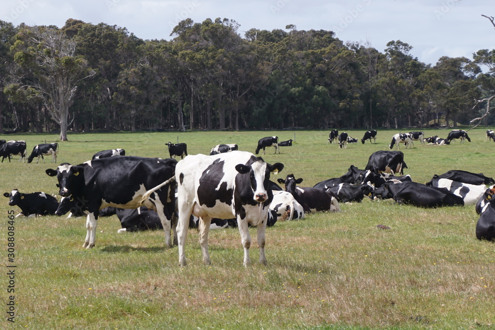 Dairy Cows Grazing in a pasture in Rural Western Australia Dairy Cows Grazing in a pasture in Rural Western Australia