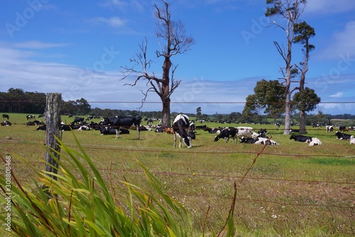 Black and White Dairy Cows Grazing in Rural Western Australia