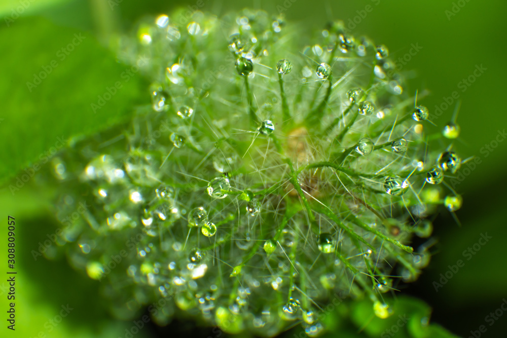thorny plant with dew thorny plant with dew