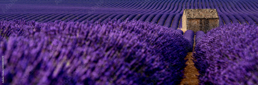 Naklejka premium Lavender 46