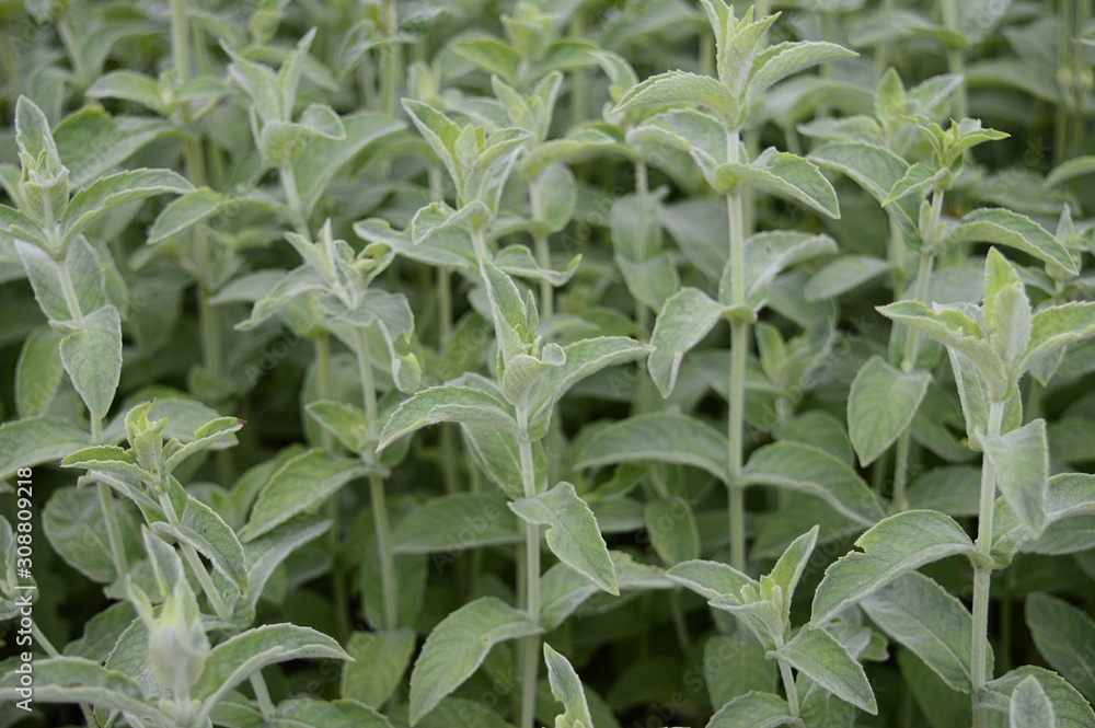 Closeup Mentha Nepetoides known as wine mint with blurred background in summer garden Closeup Mentha Nepetoides known as wine mint with blurred background in summer garden