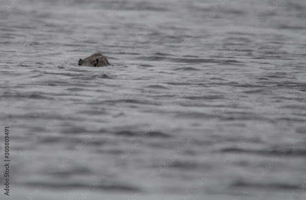 Fototapeta premium Capybara in the Pantanal, Brazil, South America