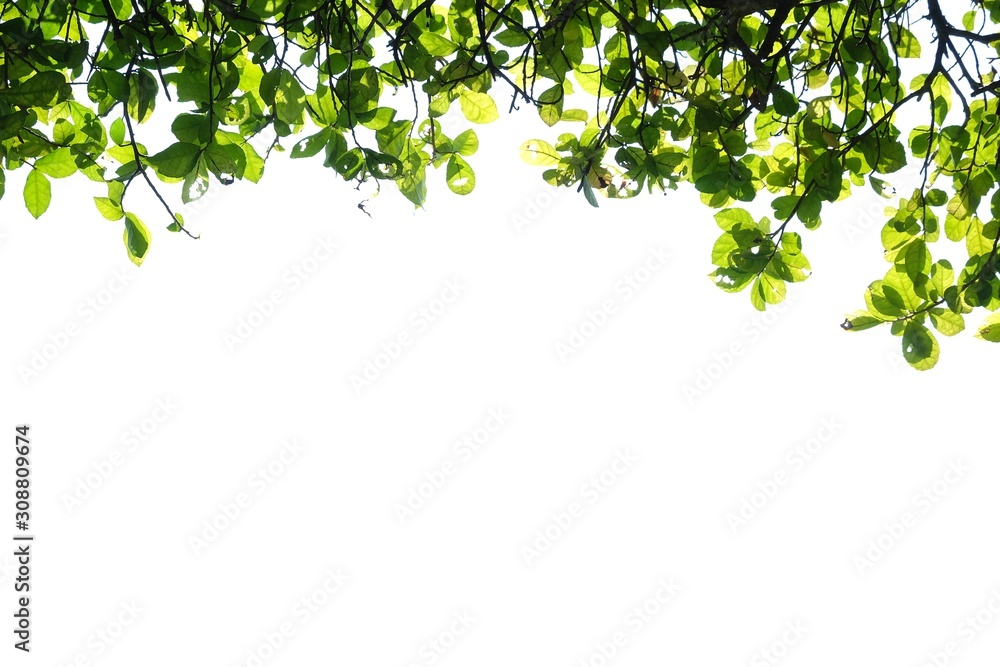 Tropical tree leaves with branches on white isolated background for green foliage backdrop and copy space Tropical tree leaves with branches on white isolated background for green foliage backdrop and copy space