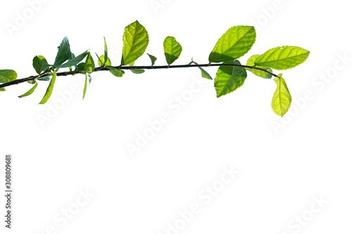 Tropical plant leaves with twig on white isolated background for green foliage backdrop and copy space 