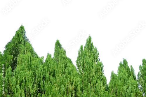 Pine trees with branches leaves on white isolated background for green foliage backdrop 