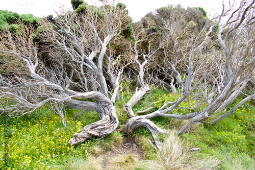 Dry tree on The Twelve Apostles trail, Great Ocean Road, Australia